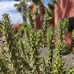 Appartamento Oasis Tamarindo Poppins Pool E Terrace Corralejo